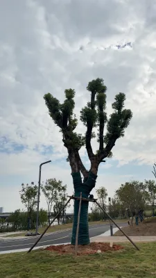 移栽景观树