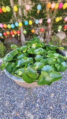 Water Lily Pot with Lanterns