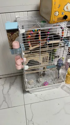 白色鸟笼与虎皮鹦鹉