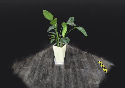potted plant
