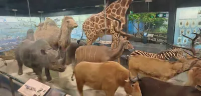 自然博物馆展厅